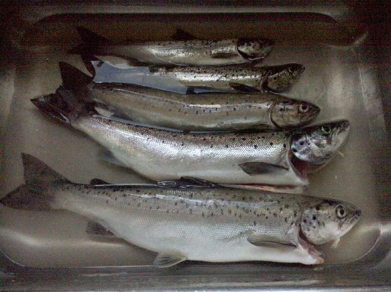 Atlantic Salmon