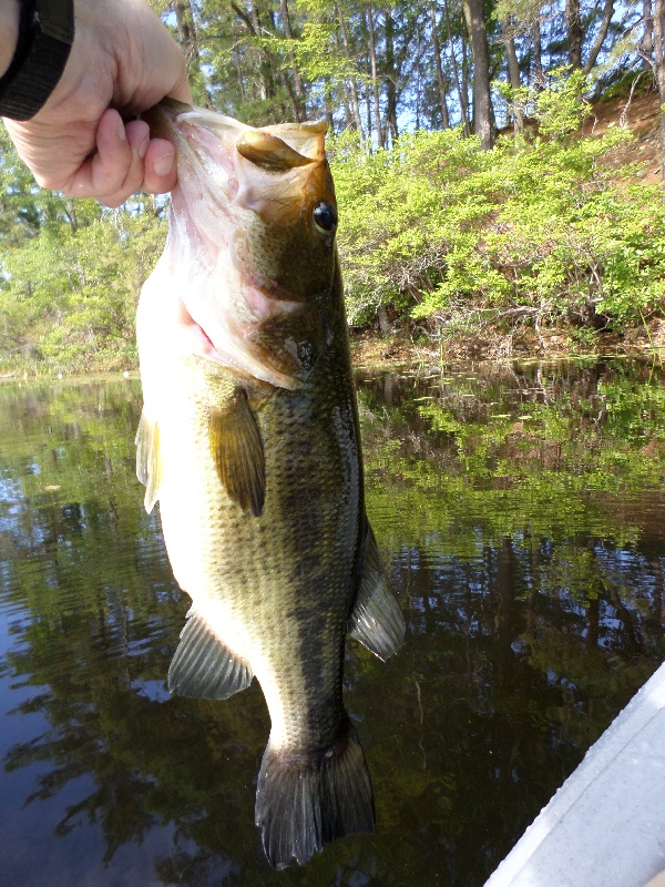 Paradise Pond, Princeton, MA