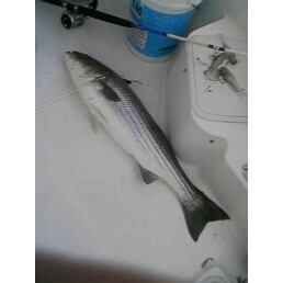 41 inch striper 