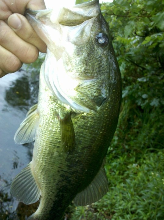 largemouth, white perch?