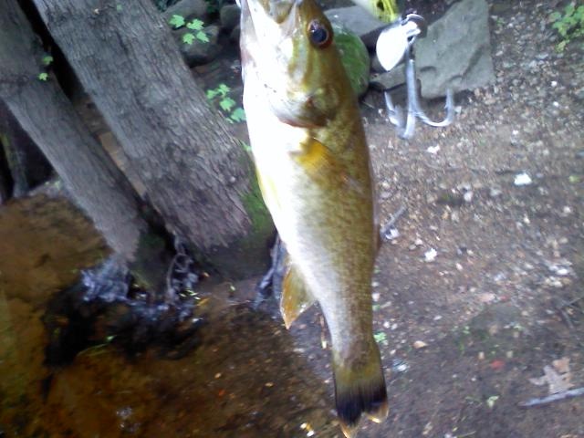 smallie