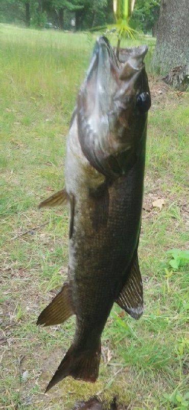 Smallie of the day... 7/13