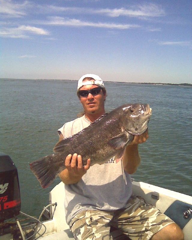 12 lb tautog