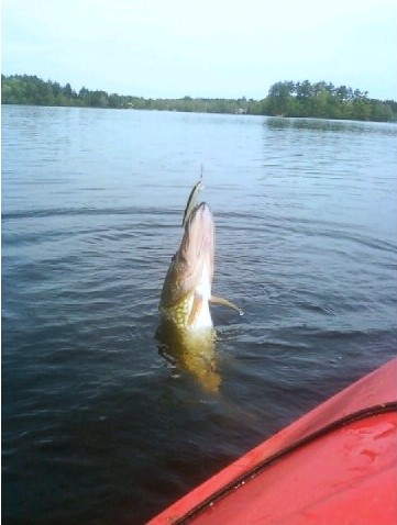 Big Pickerel