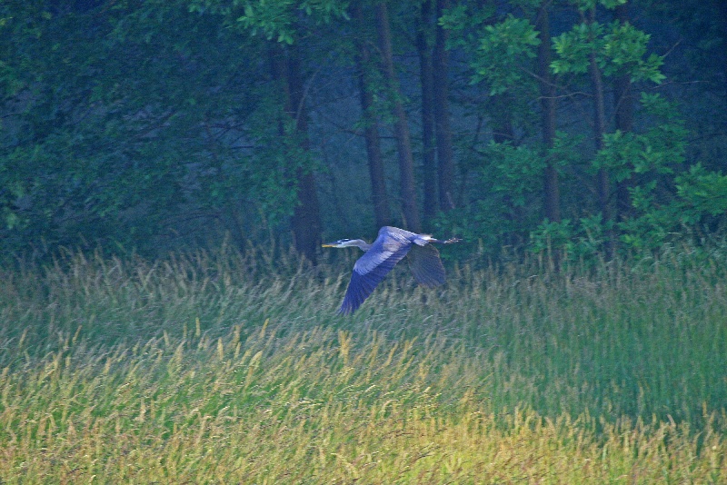 Great Blue Heron near Heckscherville